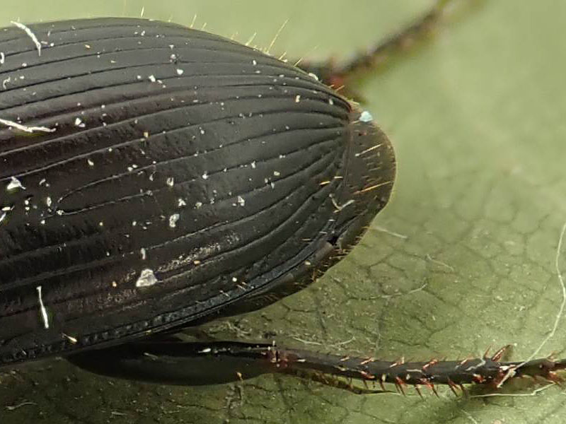 Carabidae: Harpalus anxius ?? No, Harpalus dimidiatus